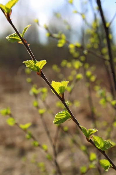 Spring sheet of the birch on brown background — Zdjęcie stockowe