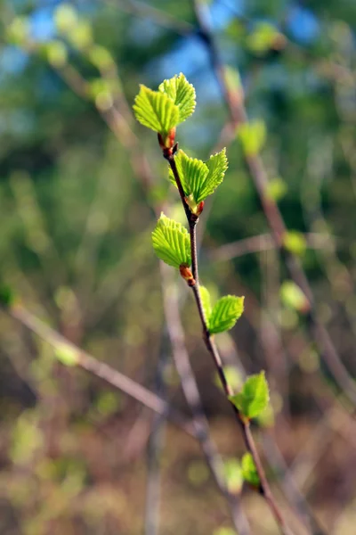 Hoja de primavera del abedul sobre fondo marrón —  Fotos de Stock