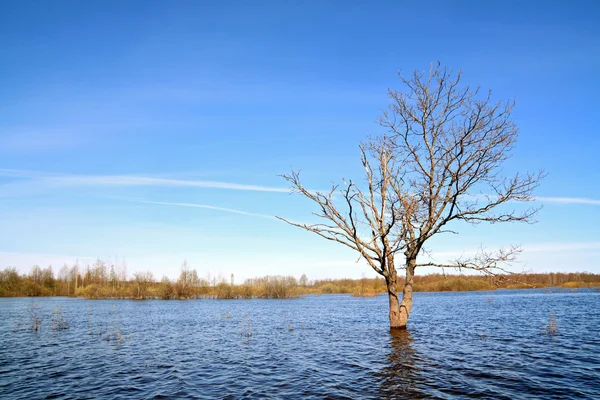 Malý dub mezi jarní povodeň — Stock fotografie