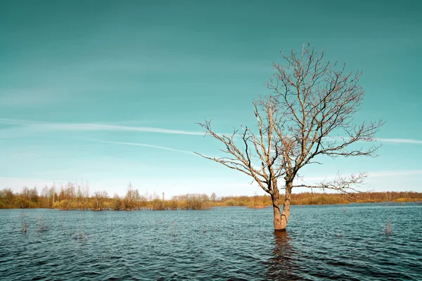 stock image Small oak amongst spring flood