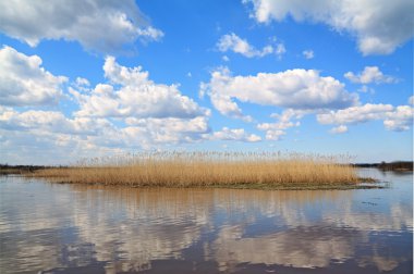 Yellow band of the reed on lake clipart