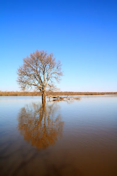 Baum im Wasser — Stockfoto