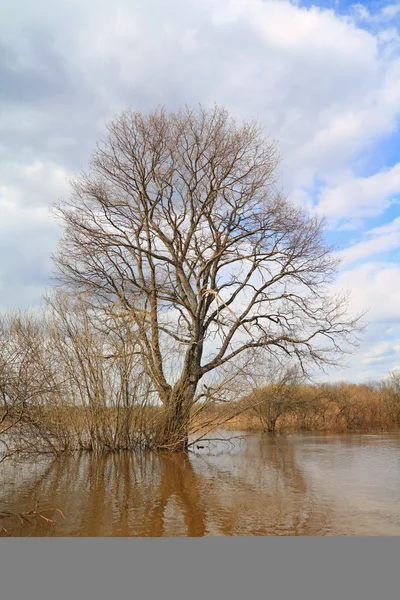 Великий дуб у весняній воді — стокове фото