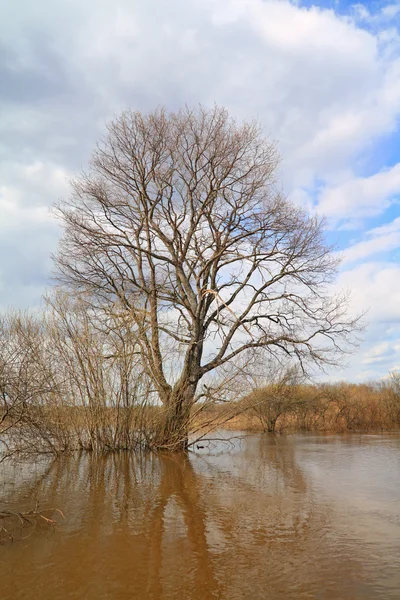 Великий дуб у весняній воді — стокове фото