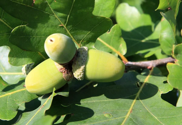 Gröna acorn bland ek blad — Stockfoto