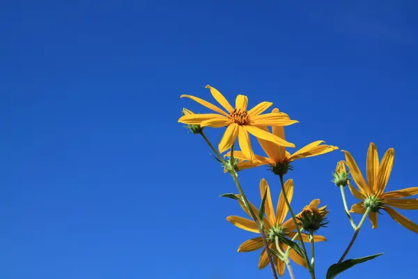 Žlutý květ na modrém pozadí — Stock fotografie