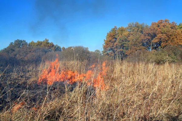 Tűz a száraz növény — Stock Fotó