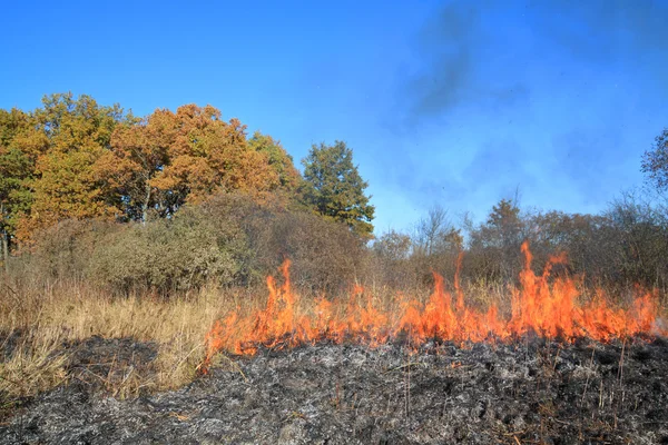 Tűz a száraz növény — Stock Fotó