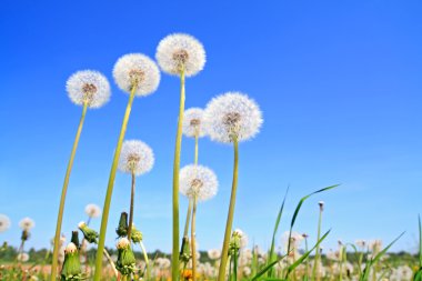 White dandelions on green field clipart