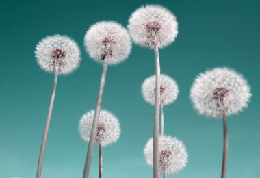 Göksel arka plan üzerinde beyaz dandelions