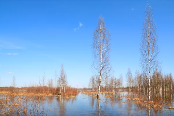 蓝色的水中的白桦林 — 图库照片
