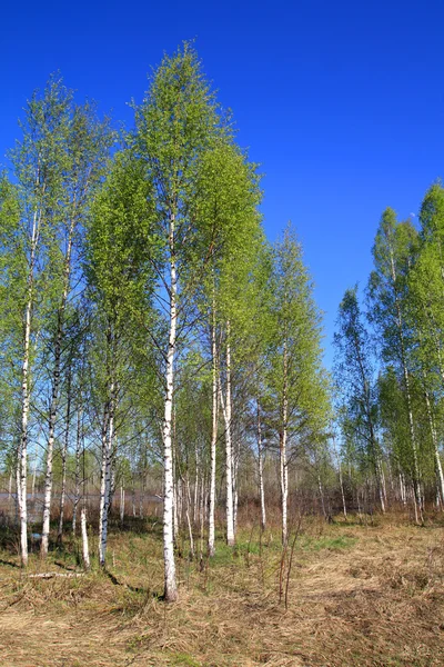 Birch wood — Stock Photo, Image