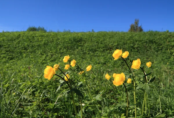 Flowerses Europese trollius op veld — Stockfoto