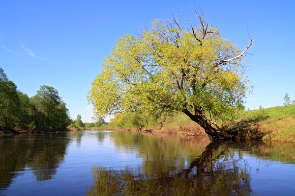 海岸河上的绿树 — 图库照片