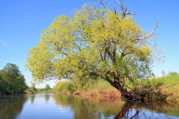 Groene boom op kust rivier — Stockfoto