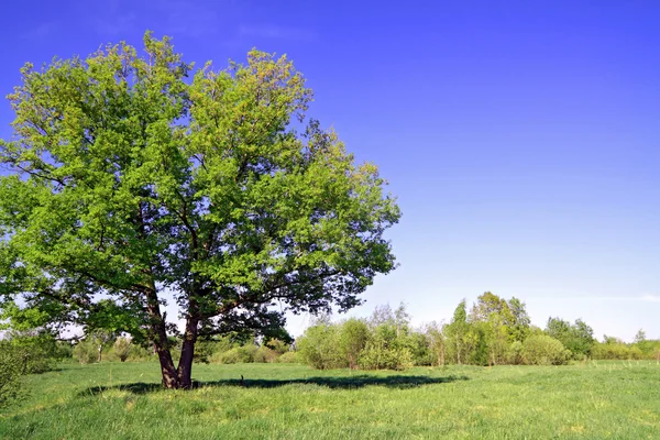 Зеленый дуб на летнем поле — стоковое фото