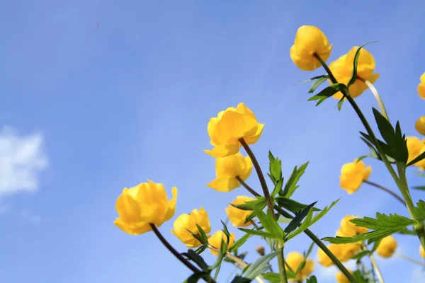 Globe-blomma på Himmelska bakgrund — Stockfoto