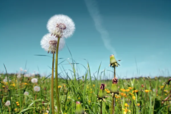 White dandelions on summer field — Stock Photo, Image