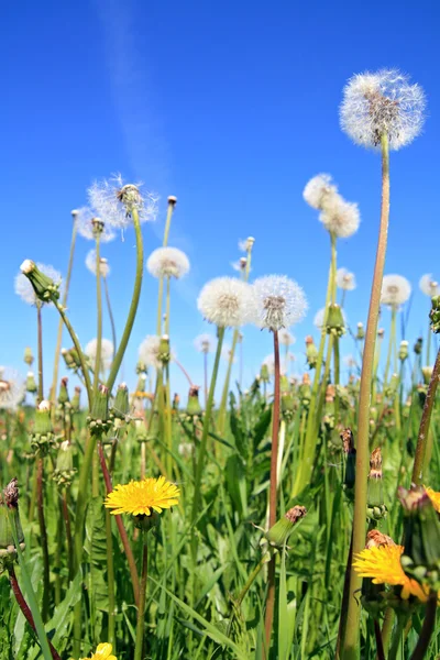 Flores de campo no campo de verão — Fotografia de Stock