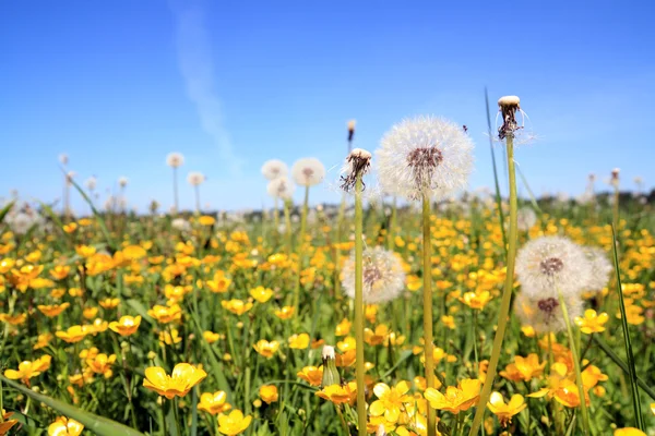 White dandelions on yellow field — Stock Photo, Image
