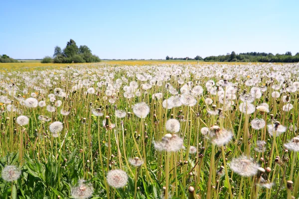 Белые одуванчики на летнем поле — стоковое фото
