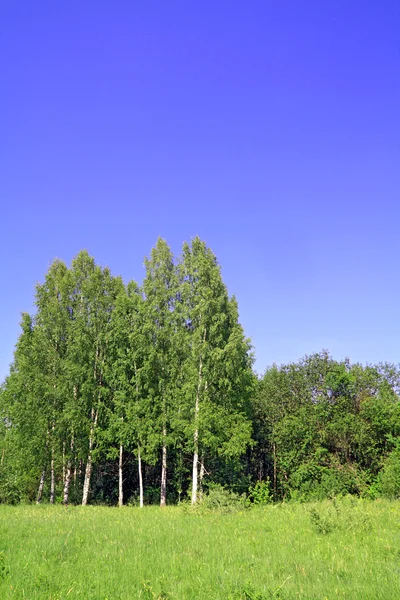 Berk copse op zomer veld — Stockfoto