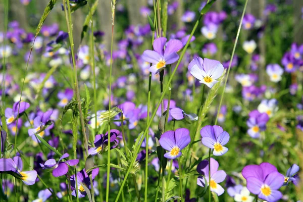 Pansy in summer wood — Stock Photo, Image