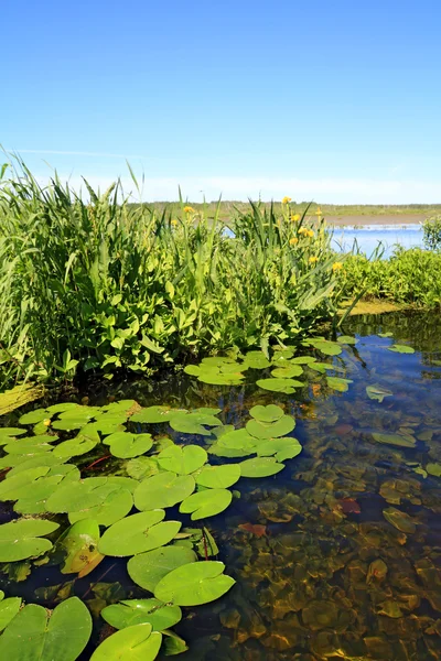 Πράσινο φύλλο Νούφαρο στη λίμνη επιφάνειες — Φωτογραφία Αρχείου