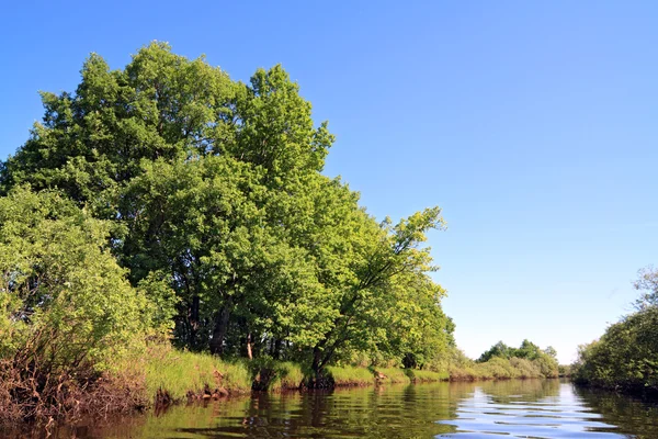 Nehir kıyısındaki meşe ağacı — Stok fotoğraf