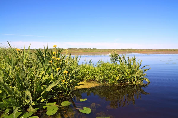 큰 호수에 옐로우 flowerses — 스톡 사진