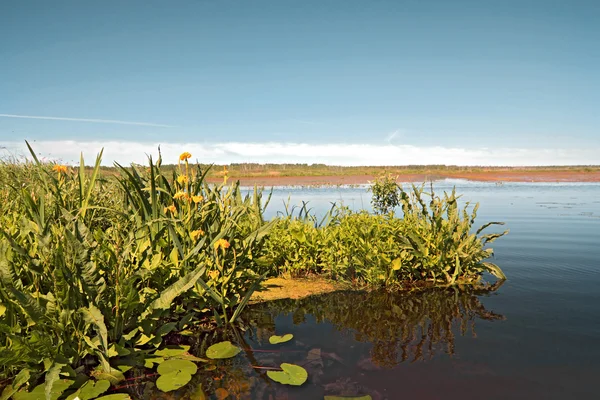 Žluté flowerses na velké jezero — Stock fotografie