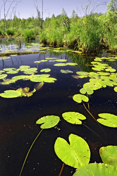 Waterlelies blad op meer — Stockfoto