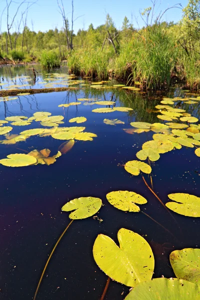 Water lilies sheet on lake — Stock Photo, Image