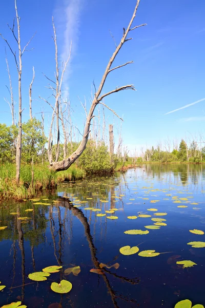 Küçük bir göl üzerinde yeşil nilüferler — Stok fotoğraf