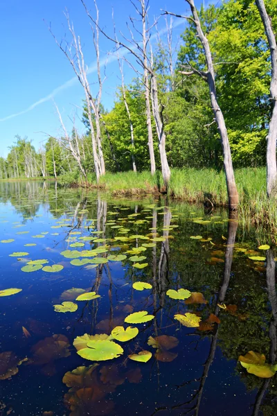 Зеленые водные лилии на маленьком озере — стоковое фото
