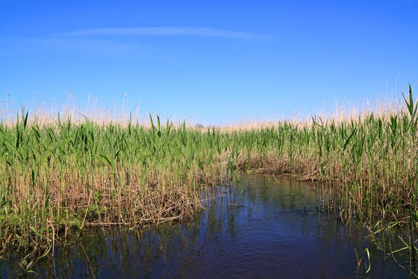 Висока суха тростина в болотах — стокове фото