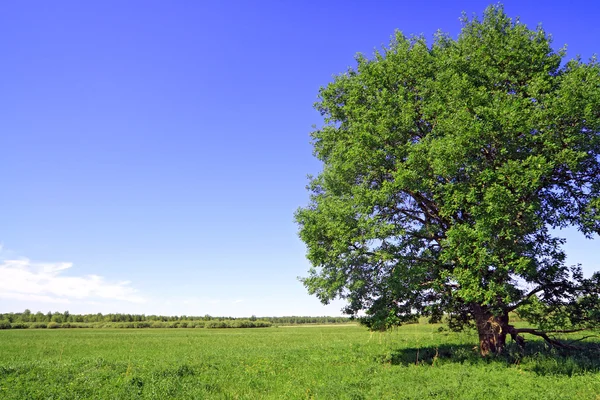 Zelený dub letní pole — Stock fotografie