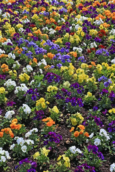 Decorative flowerses on town lawn — Stock Photo, Image
