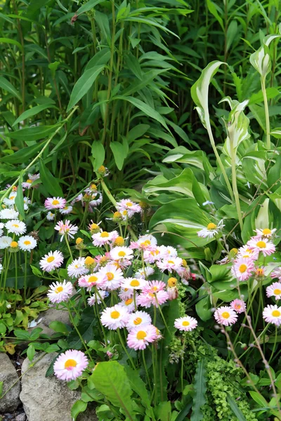 町の芝生の上の装飾的な flowerses — ストック写真