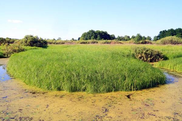 Grüne Insel im Sumpf — Stockfoto