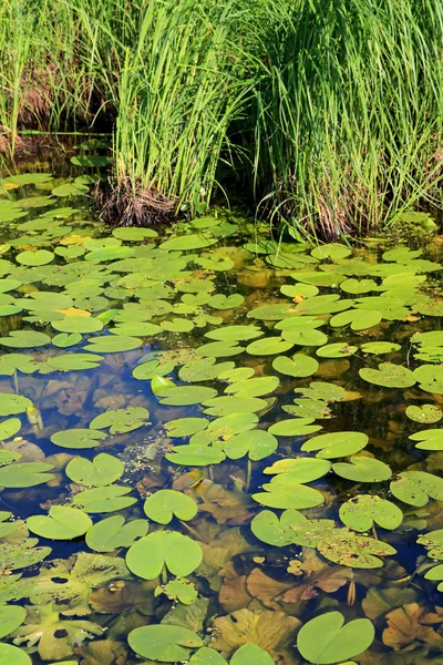 Лист водяной лилии в древесном болоте — стоковое фото