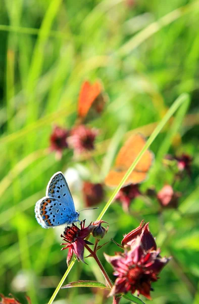 蓝蝴蝶在绿色背景上 — 图库照片