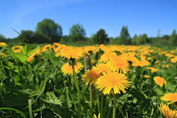 Yellow dandelions on green field Royalty Free Stock Photos