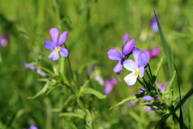 yeşil bitki arasında yaz flowerses