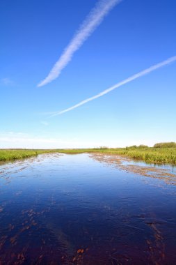 Horsetail and duckweed in marsh clipart