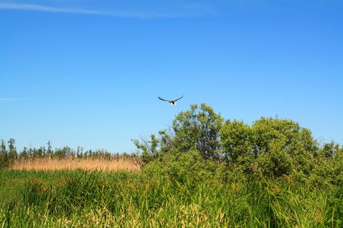 wilde vogels op groene marsh