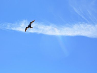 Blackenning sea gull in blue sky clipart