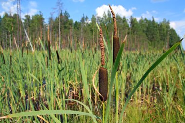 yeşil yaprak arasında kırmızı bulrush