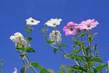 mavi zemin üzerine yaz flowerses