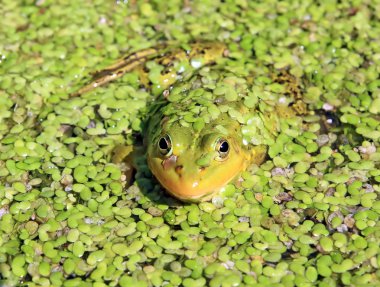 Frog in marsh amongst duckweed clipart
